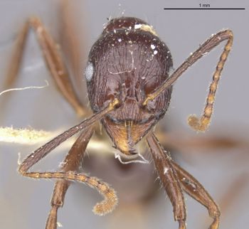 Media type: image;   Entomology 22873 Aspect: head frontal